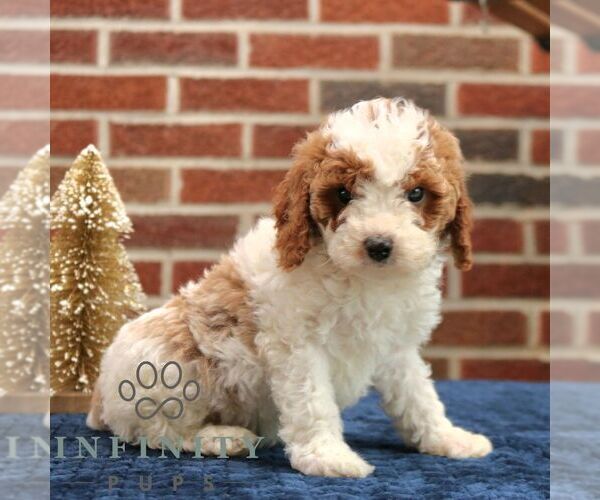 Medium Photo #4 Cavapoo (Miniature) Puppy For Sale in NEW HOLLAND, PA, USA
