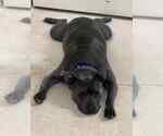 Small Photo #5 American Staffordshire Terrier-Unknown Mix Puppy For Sale in Sheboygan, WI, USA