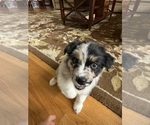 Small #14 Australian Shepherd