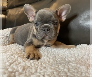 French Bulldog Puppy for sale in SACRAMENTO, CA, USA