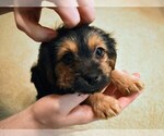 Small Photo #5 Maltese Puppy For Sale in IRVINE, CA, USA