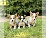 Small #1 Pembroke Welsh Corgi