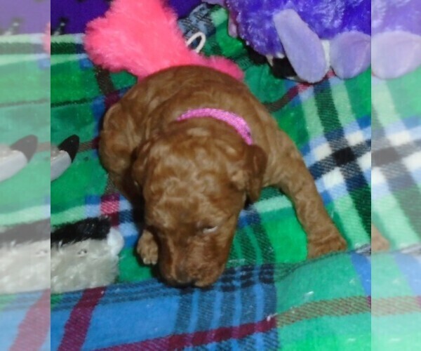 Medium Photo #2 Poodle (Standard) Puppy For Sale in CLATSKANIE, OR, USA