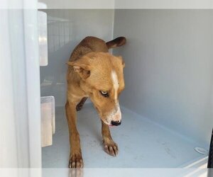 Huskies -Labrador Retriever Mix Dogs for adoption in Houston, TX, USA