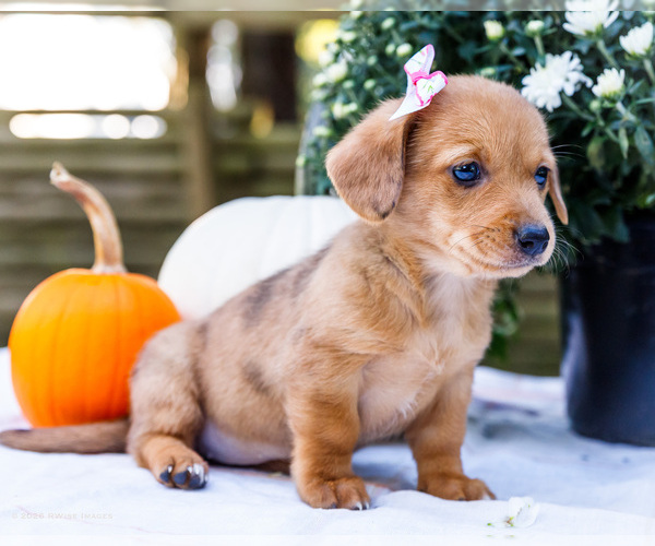 Medium Photo #8 Dorgi Puppy For Sale in WAKARUSA, IN, USA