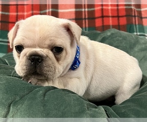 French Bulldog Puppy for sale in BOLIVAR, MO, USA