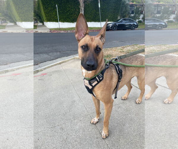 Medium Photo #21 Mutt Puppy For Sale in Los Angeles, CA, USA