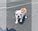 Small #4 Bulldog