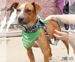 Small #3 Red Heeler Mix