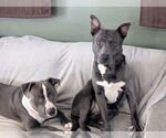 Small #10 American Pit Bull Terrier-Labrador Retriever Mix