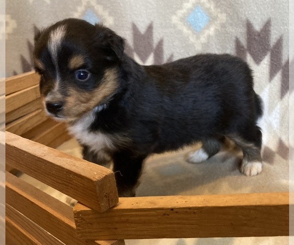 Medium Photo #6 Shel-Aussie Puppy For Sale in FORT MORGAN, CO, USA