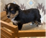 Small #5 Shel-Aussie