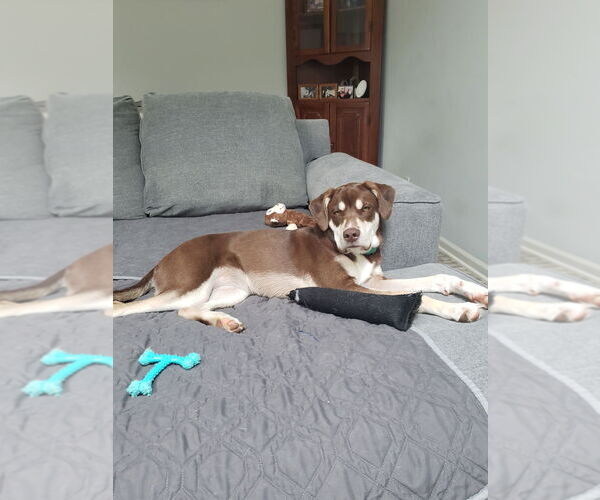 Medium Photo #8 Siberian Husky-Unknown Mix Puppy For Sale in GILBERTS, IL, USA