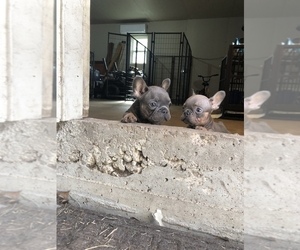 French Bulldog Puppy for sale in HOUSTON, TX, USA