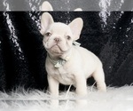 Small #4 French Bulldog