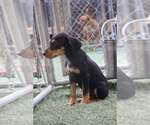 Small Photo #4 Mutt Puppy For Sale in garner, NC, USA