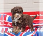 Small #3 Bernedoodle (Miniature)
