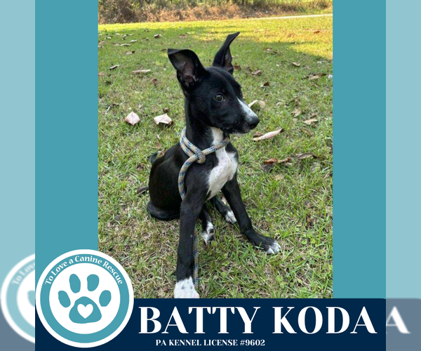 Medium Photo #1 Labrador Retriever-Unknown Mix Puppy For Sale in Kimberton, PA, USA