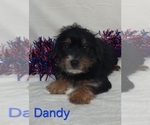 Small #2 Yorkshire Terrier