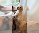 Small #3 Poodle (Miniature)