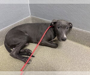 Mutt Dogs for adoption in Las Vegas, NV, USA