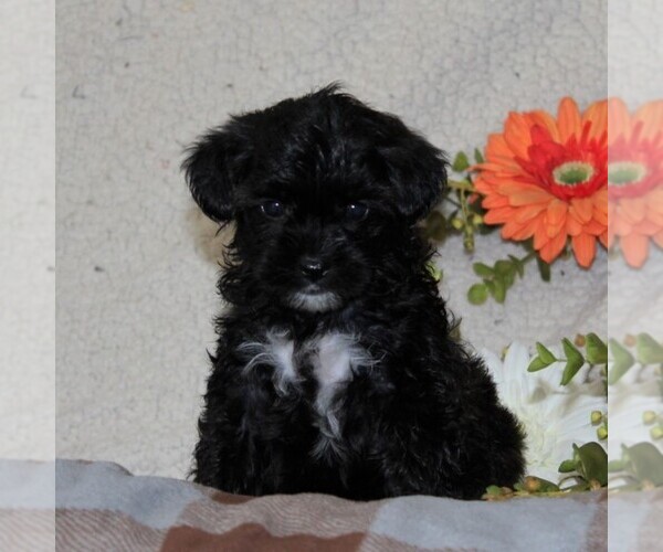 Medium Photo #1 -Poodle (Toy) Mix Puppy For Sale in GAP, PA, USA