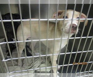 American Pit Bull Terrier-Unknown Mix Dogs for adoption in Oklahoma City, OK, USA