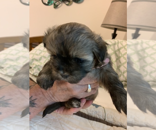 Medium Photo #3 Maltipoo Puppy For Sale in WETUMPKA, AL, USA