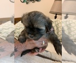 Small Photo #3 Maltipoo Puppy For Sale in WETUMPKA, AL, USA