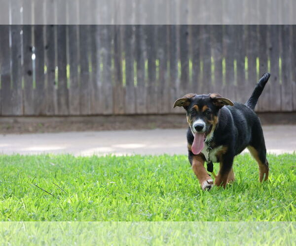 Medium Photo #5 German Shepherd Dog-Unknown Mix Puppy For Sale in Lillian, TX, USA