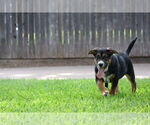 Small #4 German Shepherd Dog Mix