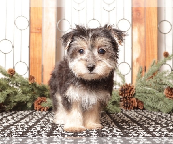 Medium Photo #4 Morkie Puppy For Sale in NAPLES, FL, USA