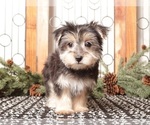 Small #3 Morkie
