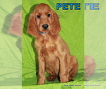 Small Photo #4 Irish Setter Puppy For Sale in EXCELSIOR SPRINGS, MO, USA
