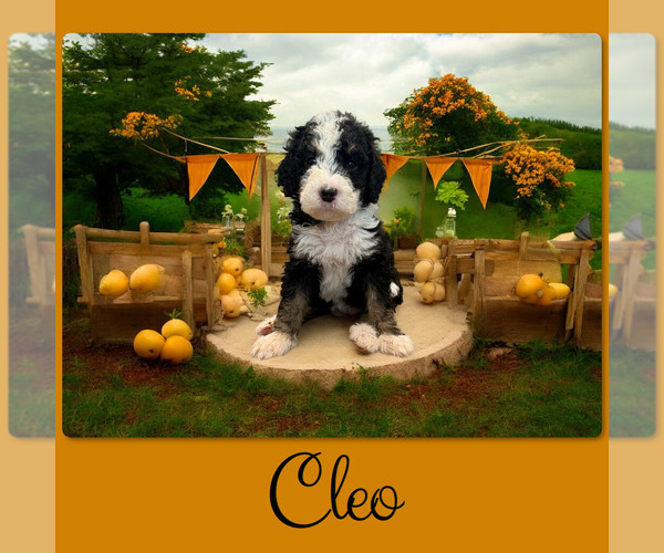 Medium Photo #1 Bernedoodle-Poodle (Standard) Mix Puppy For Sale in MENIFEE, CA, USA