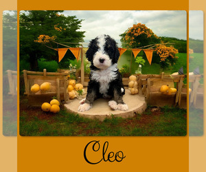 Bernedoodle-Poodle (Standard) Mix Puppy for sale in MENIFEE, CA, USA