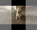 Small Photo #7 Goldendoodle Puppy For Sale in RATHDRUM, ID, USA