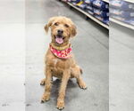 Small #1 Golden Retriever Mix