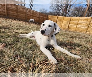 Dalmatian Puppy for sale in NEW LONDON, MO, USA