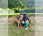 Small #5 American Staffordshire Terrier-Rhodesian Ridgeback Mix
