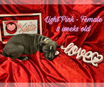 Small Photo #2 American Pit Bull Terrier Puppy For Sale in WESTON, WV, USA