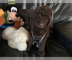 Goldendoodle-Poodle (Standard) Mix Puppy for sale in RIVERSIDE, CA, USA