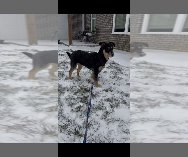 Medium Photo #1 Scottish Collisky Puppy For Sale in Evansville, IN, USA