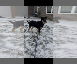 Scottish Collisky Dogs for adoption in Evansville, IN, USA