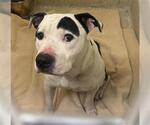 Small American Pit Bull Terrier
