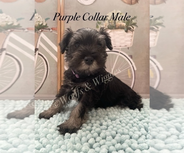 Medium Photo #2 Schnauzer (Miniature) Puppy For Sale in DOUGLAS, GA, USA