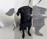 REGGIE - Male Labrador Retriever Dog for Adoption - Small photo