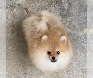 Pomeranian Puppy for Sale in ALPHARETTA, Georgia USA