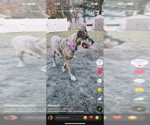 Dana - Female Great Dane-Unknown Mix Dog for Adoption - Photo #2