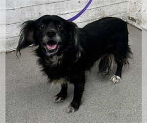 Chihuahua Dogs for adoption in San Bernardino, CA, USA